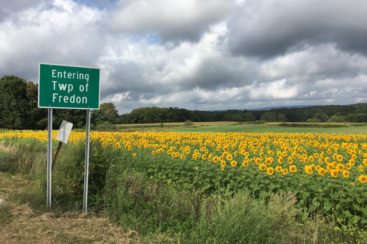 Sunflowers