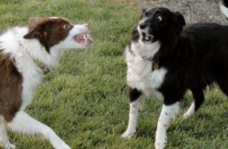 two border collies snarling at each other