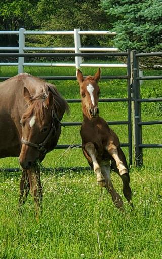 Horse & Foal in green pasture